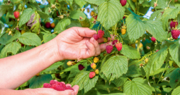 Iekārtojot rudens aveņu stādījumus, ieteicams izvēlēties šķirnes ar agrāku ienākšanās laiku, jo ražu stipri ietekmē konkrētā gadalaika apstākļi.