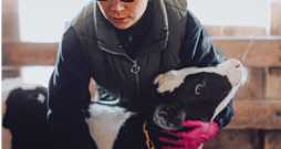 Veterinārārsts izmeklē teliņu.