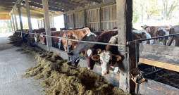 Bioloģisko gotiņu ganāmpulks.