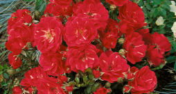 'Red Fairy'