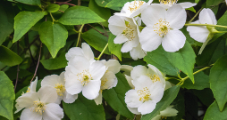 Latvijā daudzos dārzos sastopamais filadelfs (Philadelphus coronarius), saukts arī par neīsto jasmīnu, vizuāli atšķiras no īstā jasmīna. Taču smarža ir brīnišķīga abiem augiem.