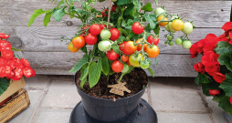 ‘Sibirische Zimmertomate’ – aptuveni 25 cm augsta šķirne. Augļi nelieli – ķirštomāti, kam ir patīkama, salda garša.