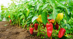 Paprika.