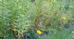 Bojātās lilijas.