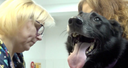 Mājdzīvnieks pie veterinārārsta.