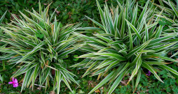 Platlapu grīslis ‘Variegata’.