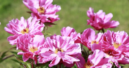 Peonijas.