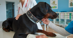 Veterinārā klīnika.
