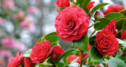 Japānas kamēlija (Camellia japonica) ir siltummīlis augs, tā salcietības zona ir Z7–Z9, tas nozīmē, ka Latvijā audzē kā oranžērijas augu vai pārziemina telpās.