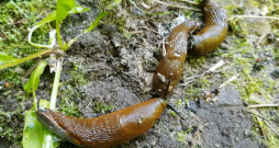 Spānijas kailgliemeži.