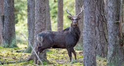 Sika briedis (Cervus nippon).
