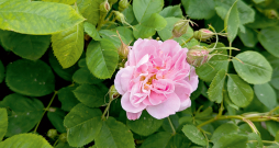 Rosa majalis 'Foecundissima', kas aug Cēsu pils teritorijā. Izcelsme no Ungurmuižas, datējums ap 16. gs. beigām, 17. gs. sākumu.
