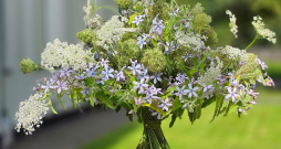 Gaisīgs pušķis no savvaļas burkāniem un tvīdijām (Oxypetalum caeruleum).