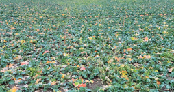 TuYV bojājuma pazīmes ziemas rapsī (2024. gada rudens).