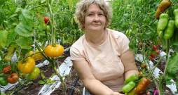 Tomātu kolekcionāre Linda Grotupe.