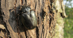 Lapkoku praulgrauzis.