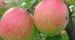‘Rudens svītrainais’ (Grāvenšteins)