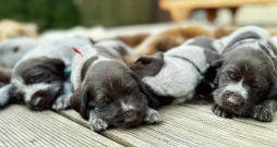 Kucēni. Ilustratīvs attēls.