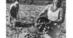 Kartupeļu novākšana kolhozā 40. gados.