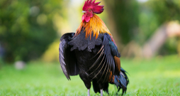 Mārteņa laiks pieprasa pieņemt pārmaiņas dabā, sevī, vidē. Mārteņa laiks pieprasa pieņemt pārmaiņas dabā, sevī, vidē.