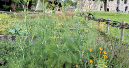 Fenhelis citu augu kompānijā. Fenhelis citu augu kompānijā.