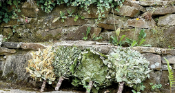 Līgas pirtsslotas. Līgas pirtsslotas.