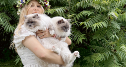 Alīna vēlējās baltu kaķīti ar zilām acīm, un tā nu nonāca līdz regdollu šķirnes kaķiem. Alīna vēlējās baltu kaķīti ar zilām acīm, un tā nu nonāca līdz regdollu šķirnes kaķiem.