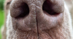 Mitrs deguns daudz labāk uztver un notur gaisā esošās smaržas.