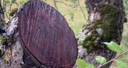 Ja brūce lielāka par 5cm diametrā, tā ir jāapstrādā.