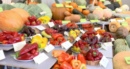 Izstāde "Ķirbjaugi un paprika 2025" Latvijas Nacionālā dabas muzejā.