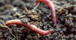 Slieku noderīgumu nedrīkst nenovērtēt.