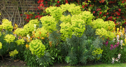 Eiforbija. Eiforbija.