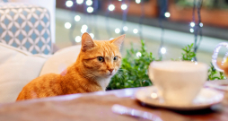 Ilustratīvs attēls. Ilustratīvs attēls.