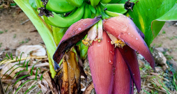 Pundurbanāns (Musa acuminata) ražo saldus ēdamus augļus. Pundurbanāns (Musa acuminata) ražo saldus ēdamus augļus.