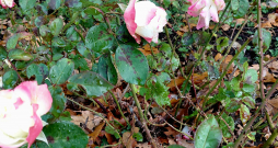 Rozes oktobra beigās. Rozes oktobra beigās.