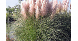 Pampu zāle 'Rosea'.