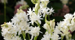 Tuberozes ‘The Pearl’.