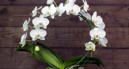 Falenopsis jeb orhideja. Falenopsis jeb orhideja.