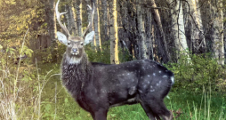 Sika briedis. Sika briedis.