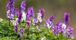 Nezāles cīrulīši. Nezāles cīrulīši.