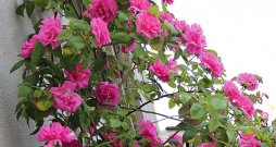 Roze 'Zephirine Drouhin'. Roze 'Zephirine Drouhin'.