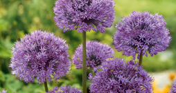 'Allium Aflatun' jeb dekoratīvais sīpols. 'Allium Aflatun' jeb dekoratīvais sīpols.