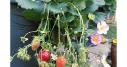 Dekoratīvās zemenes.