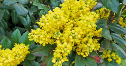 Pavasarī mahonija zied spilgti dzelteniem, smaržīgiem ziediem, kas izkārtoti ķekaros. Pavasarī mahonija zied spilgti dzelteniem, smaržīgiem ziediem, kas izkārtoti ķekaros.