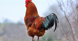 Mārtiņdienas simbols - gailis. Mārtiņdienas simbols - gailis.