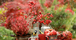 Rudens laiks. Rudens laiks.