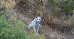 Ibērijas lūsis, latīniski Lynx pardinus.
