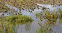 Applūdis labības lauks Madonas pusē. Applūdis labības lauks Madonas pusē.