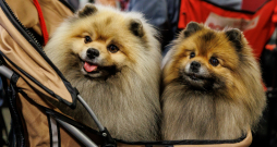 Izstādē "Zoo Expo 2025". Izstādē "Zoo Expo 2025".