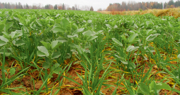 Sārņaugs pāraudzis kviešus. Sārņaugs pāraudzis kviešus.